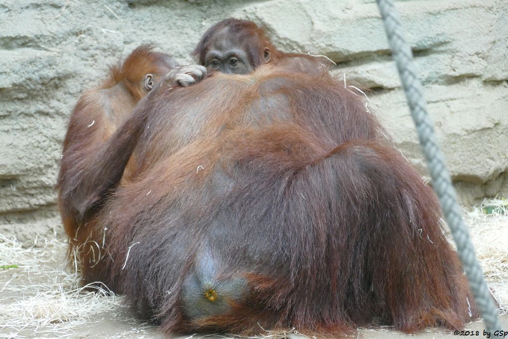 Sumatra-Orang-Utan KEMBALI, SAYANG, INDAH