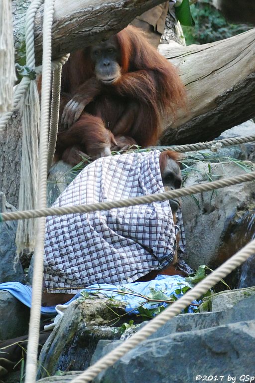 Sumatra-Orang-Utan