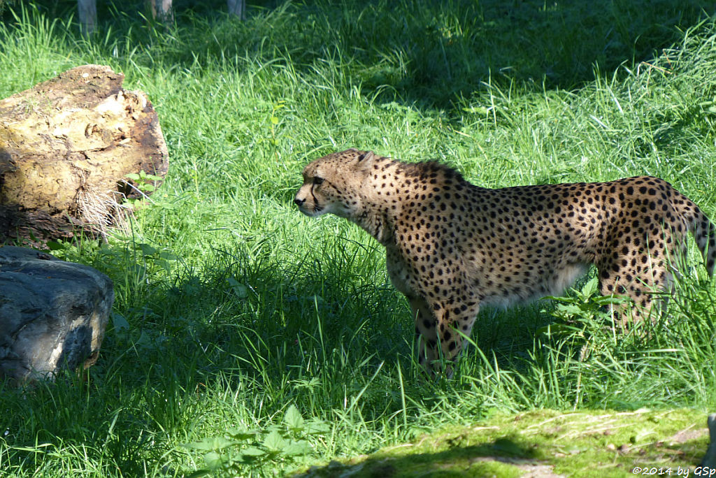 Südafrikianischer Gepard