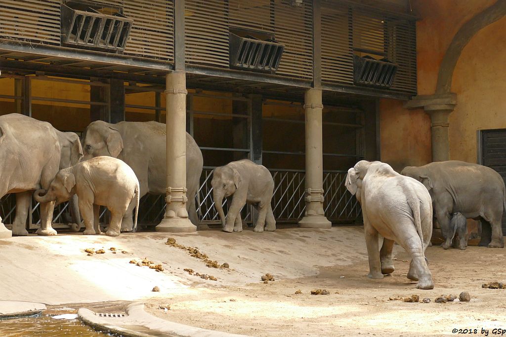 KANDY, KANJA, YASHODA, ANJULI, SHILA mit ihrem Sohn RAJ, geb. 5.5.18 (6 Tg.), LAI SINH