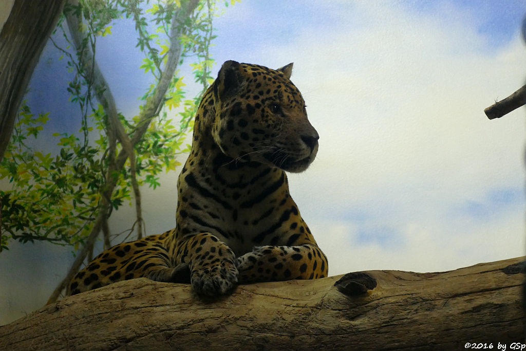 Jaguar