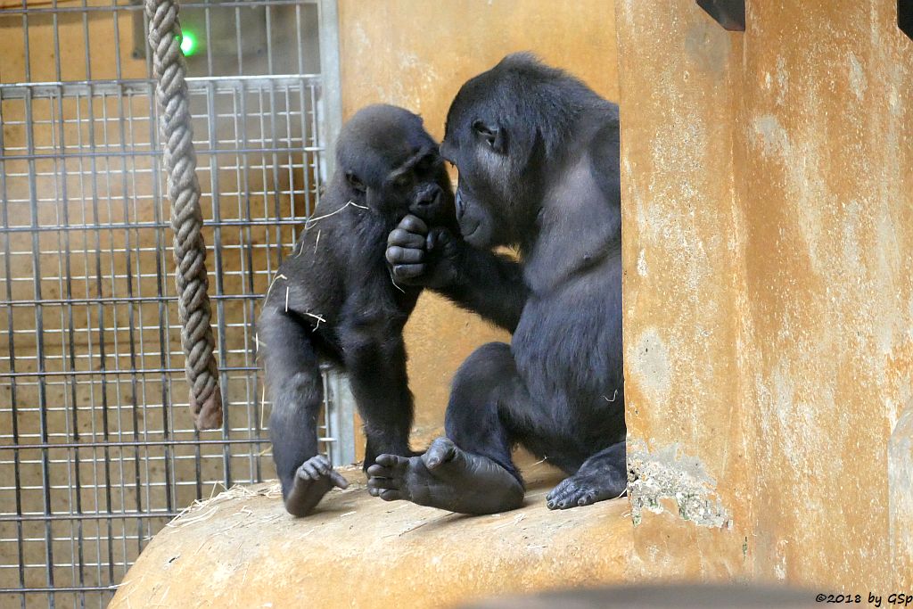 Flachlandgorilla