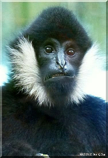 Weißwangengibbon