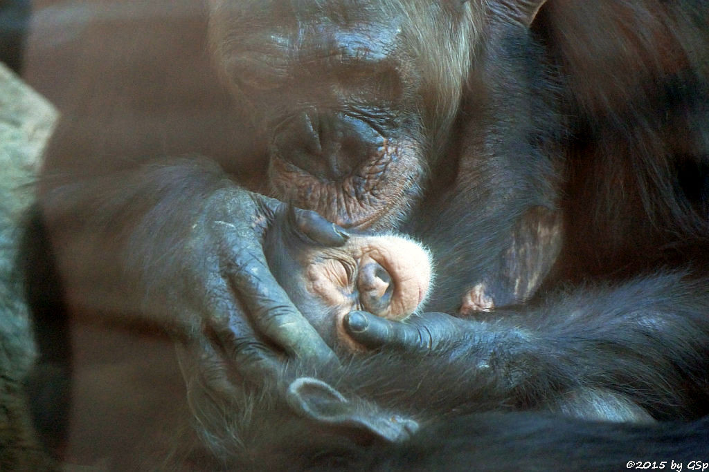 Schimpanse, Jungtier geb. am 14.4.15