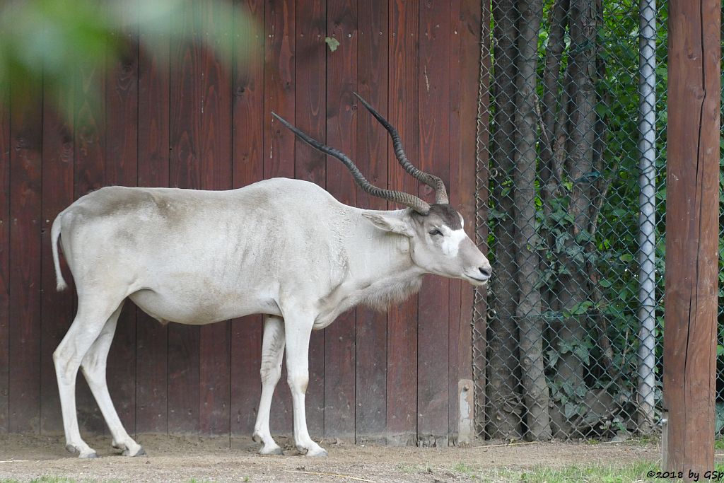 Mendesantilope (Addax)