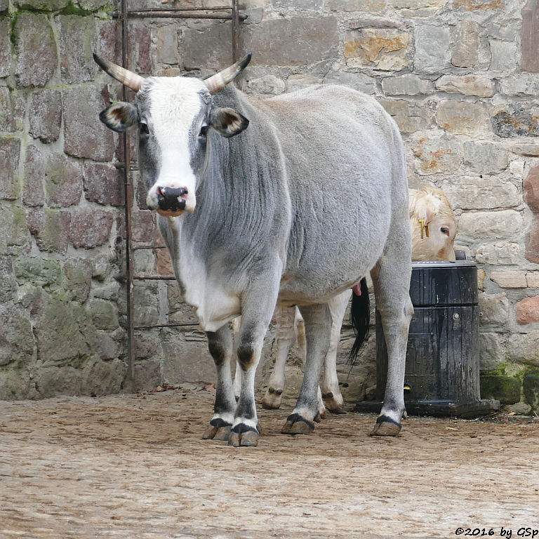 Zwergzebu