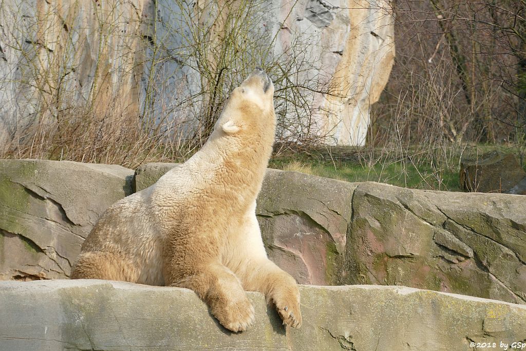 Eisbär (Polarbär)