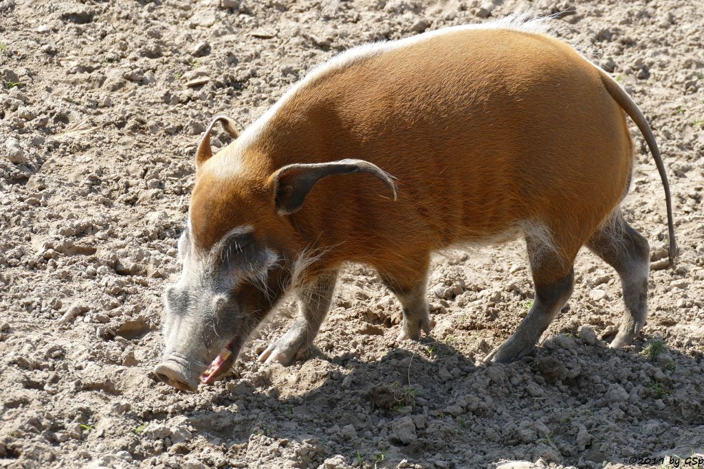 Pinselohrschwein (Rotes Flussschwein)