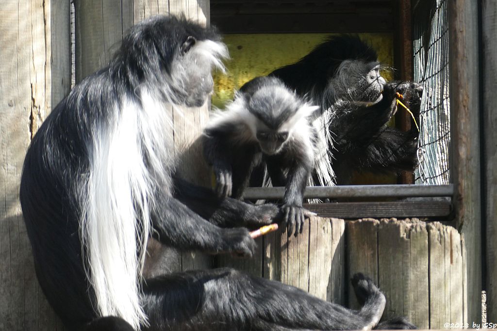 Tansania-Stummelaffe (Peters Angola-Guereza)