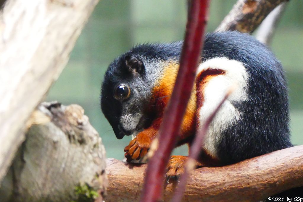 Sumatra-Prevosthörnchen (Südsumatra-Prevosthörnchen)