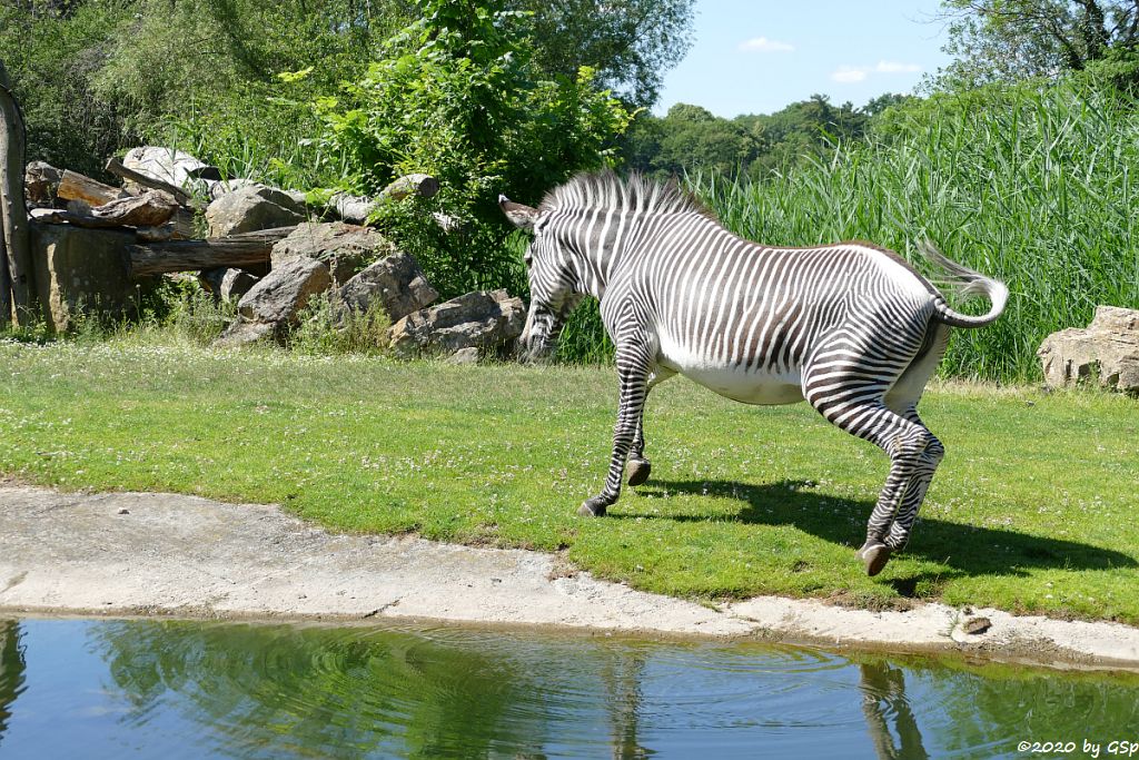 Grévy-Zebra