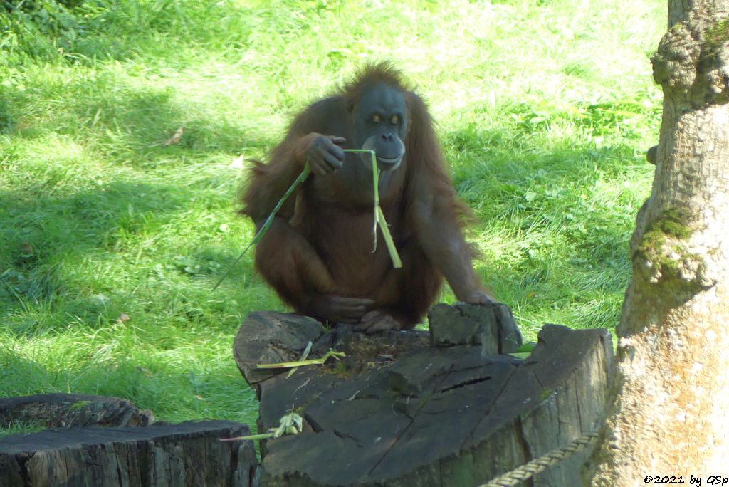 Sumatra-Orang-Utan