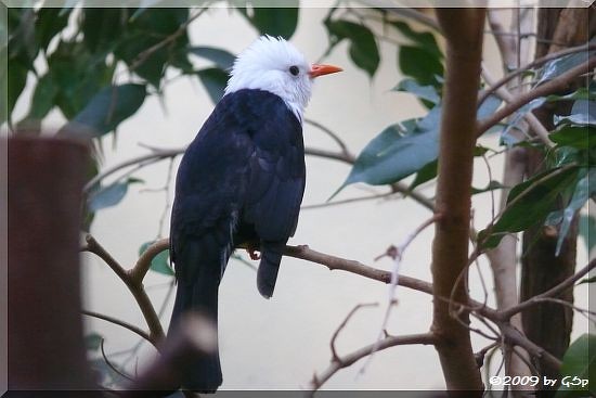 Rotschnabel-Fluchtvogel