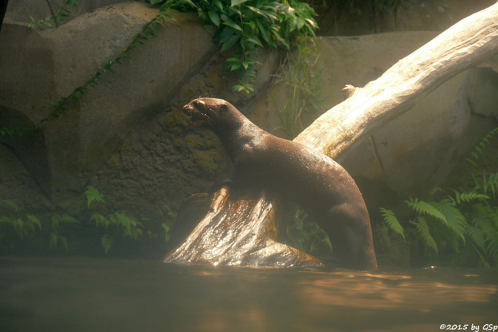 Riesenotter