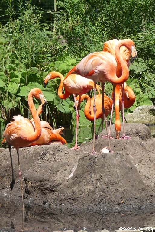 Kubaflamingo (Karibischer Flamingo, Roter Flamingo)