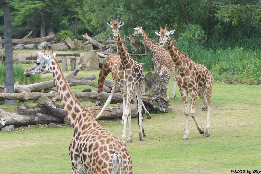 Rothschildgiraffe (Uganda-Giraffe, Baringo-Giraffe)