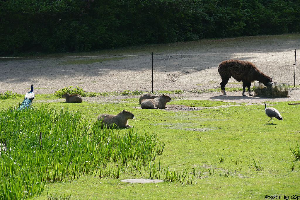 Blauer Pfau, Wasserschwein (Capybara), Alpaka