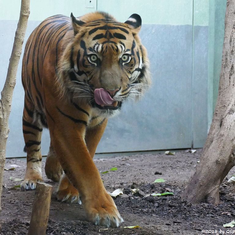 Sumatratiger VANNI