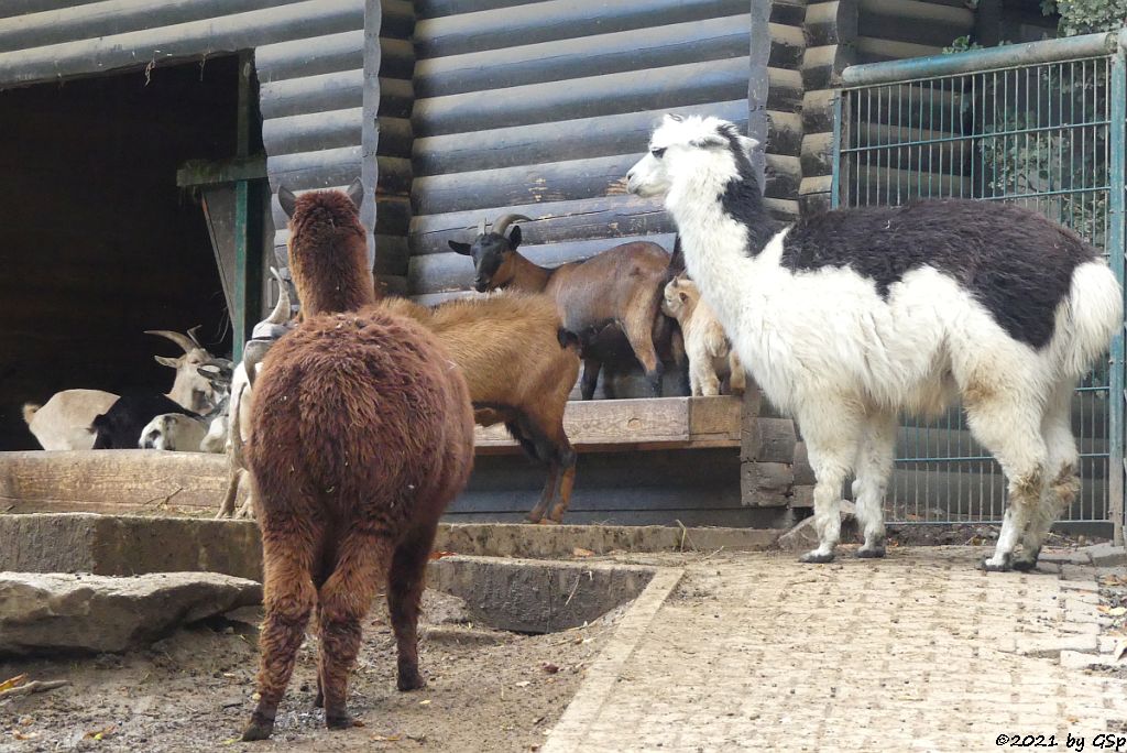 Alpaka, Afrikanische Zwergziege (Westafrikanische Zwergziege, Kamerun-Zwergziege)