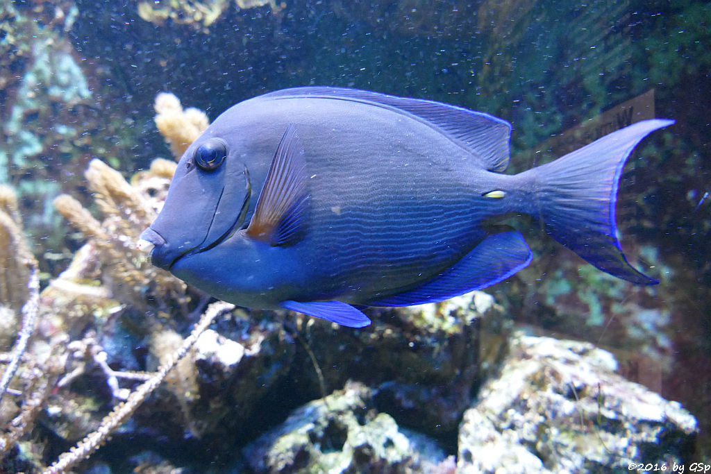 Blauer Doktorfisch