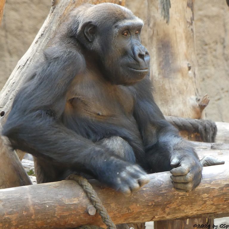 Westlicher Flachlandgorilla