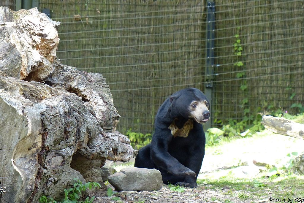 Malaienbär