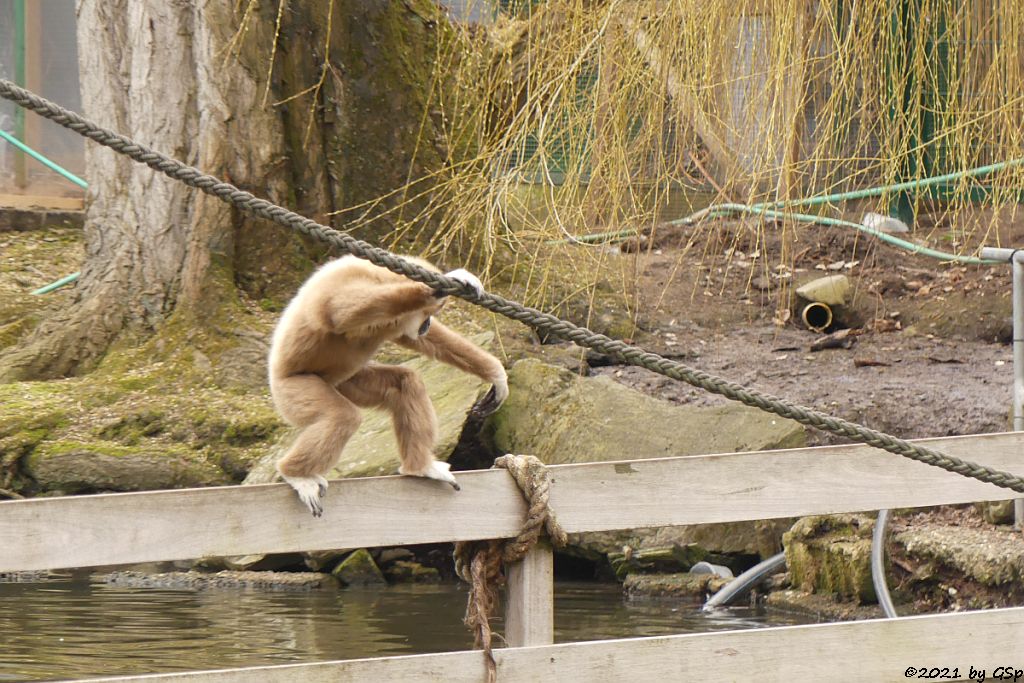 Weißhandgibbon (Lar)