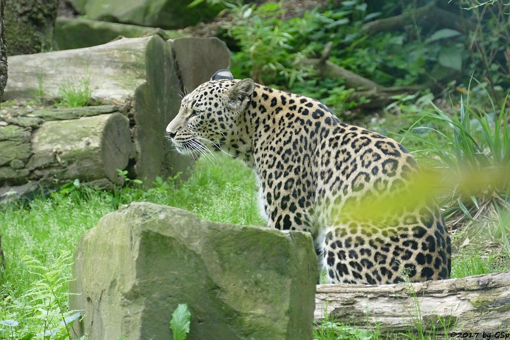 Nordpersischer Leopard (Afghanischer Leopard)