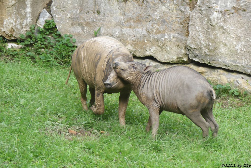 Sulawesi-Hirscheber (Celebes-Hirscheber, Sulawesi-Babyrusa)