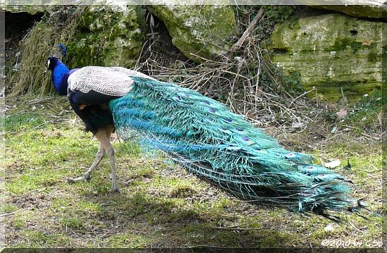 Blauer Pfau