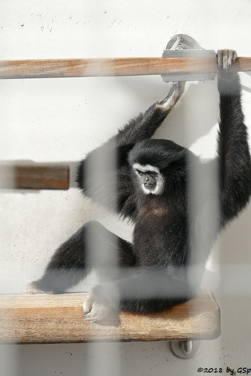 Weißhandgibbon (Lar)