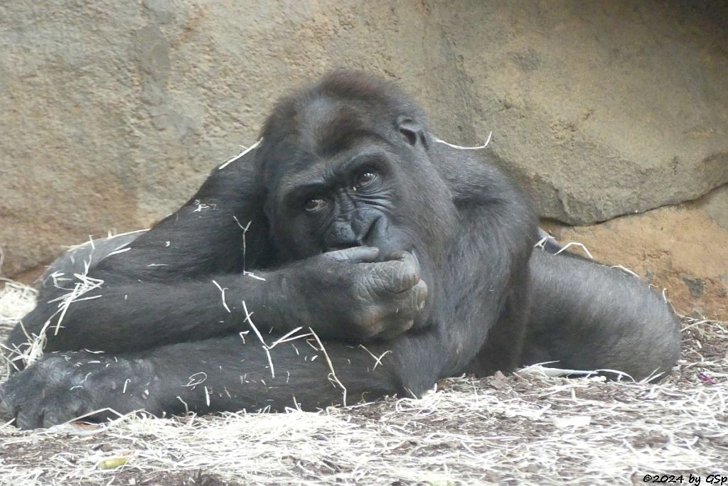 Flachlandgorilla