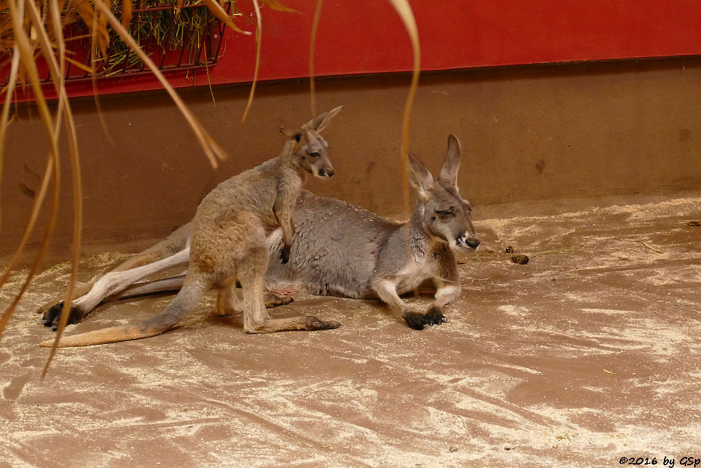 Rotes Riesenkänguru, Jungtier geb. Febr.2015