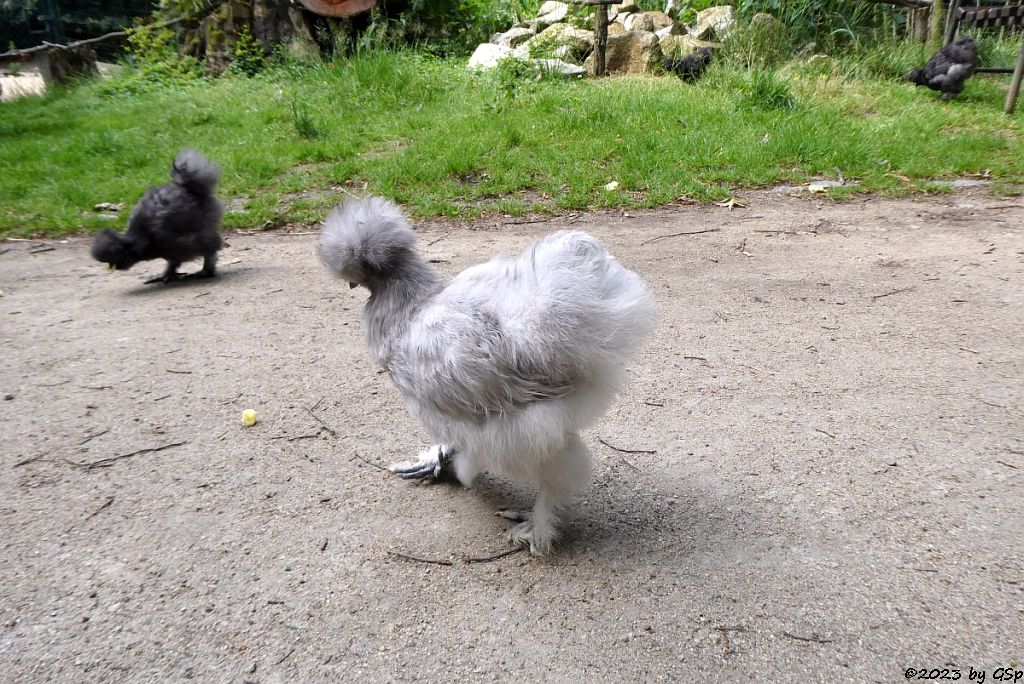 Chinsesisches Wollhuhn
