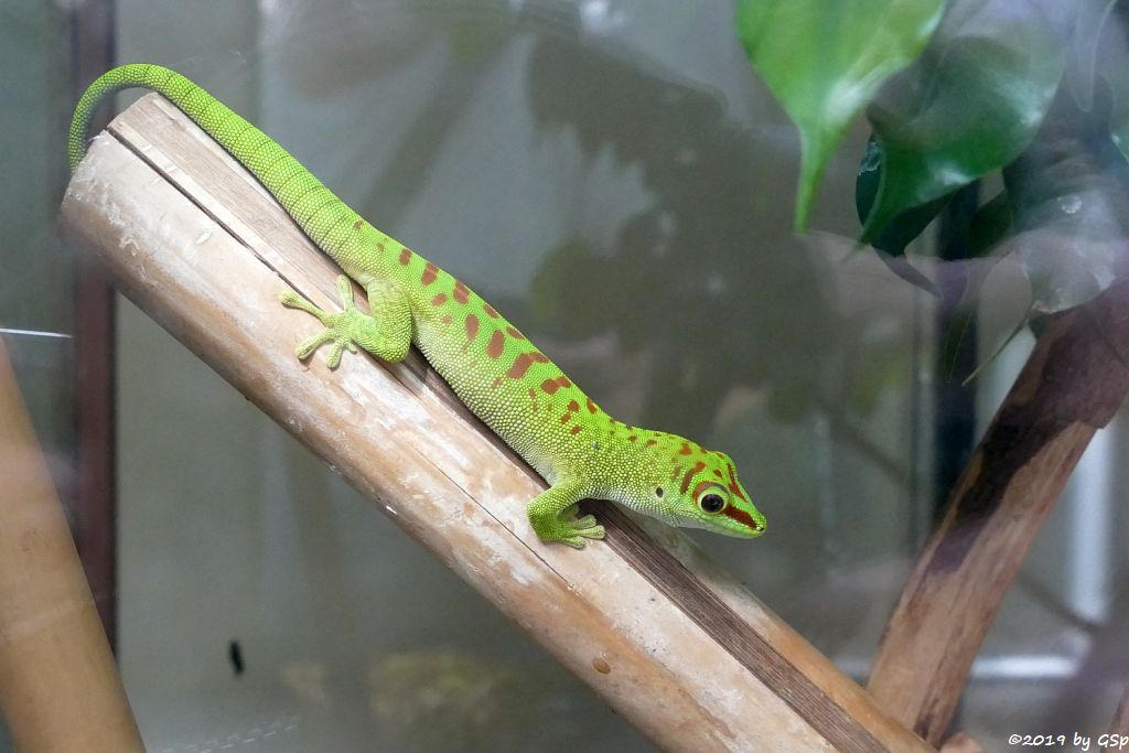 Nachzucht Großer Taggecko (Großer Madagaskar-Taggecko)