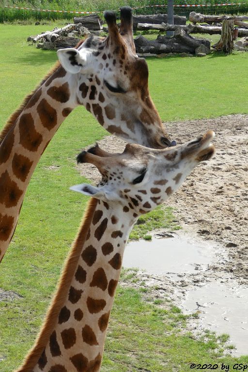 Rothschildgiraffe (Uganda-Giraffe, Baringo-Giraffe)