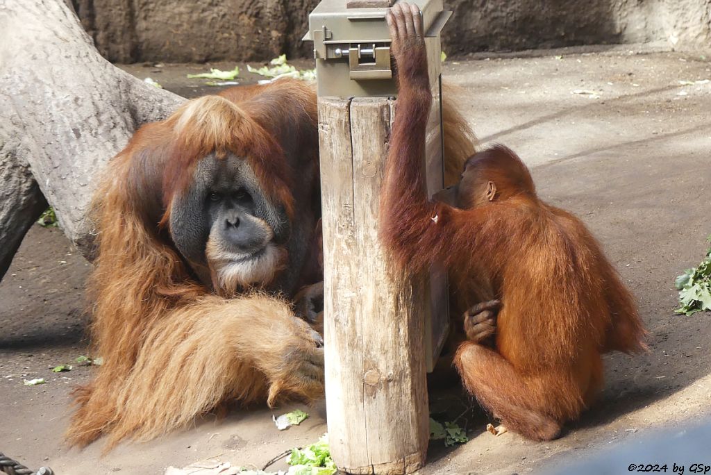 Sumatra-Orang-Utan
