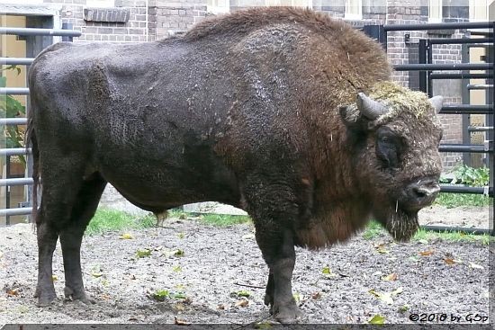 Wisent