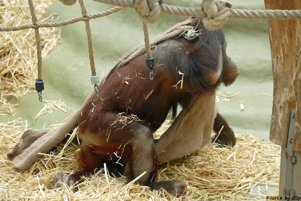 Borneo-Orang-Utan