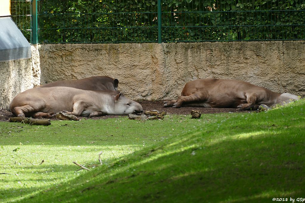 Flachlandtapir