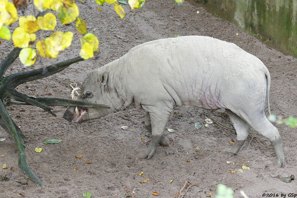 Sulawesi-Hirscheber (Sulawesi-Babirusa, Celebes-Hirscheber)