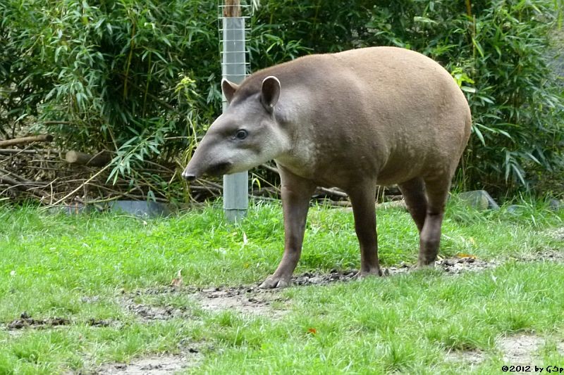 Flachlandtapir