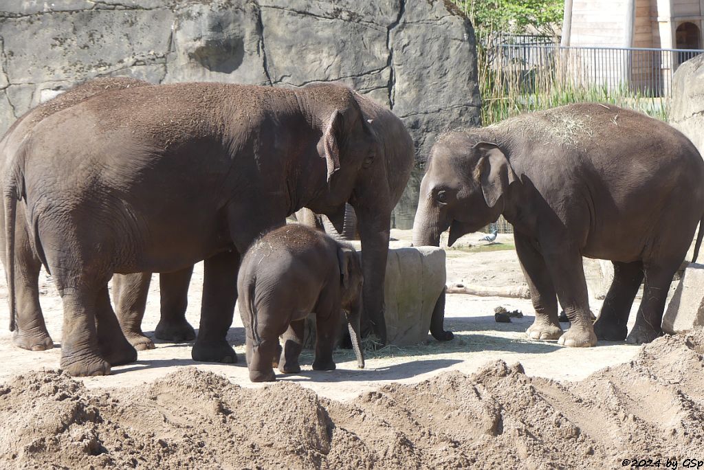 SARINYA, LAONGDAW, MARLAR, TONG KOON, BINDI