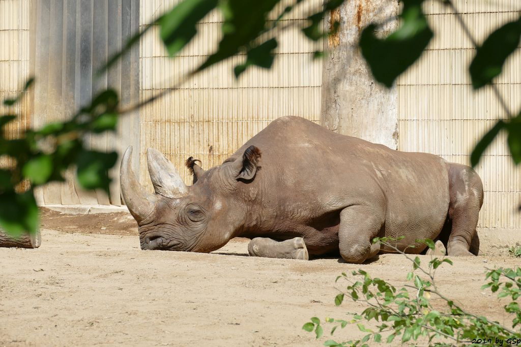 Südzentralafrikanisches Spitzmaulnashorn (Südliches Spitzmaulnashorn) KALUSHO