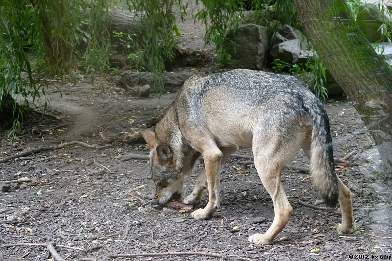 Europäischer Wolf