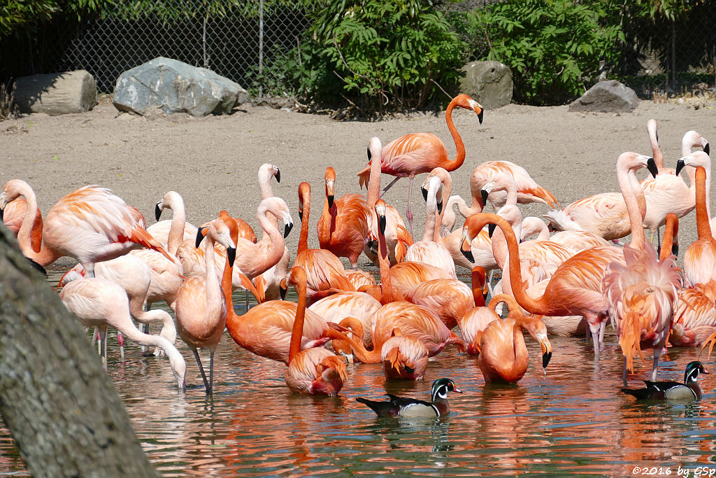 Chileflamingo, Kubaflamingo, Brautente