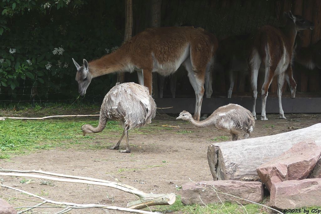 Darwinnandu (Kleiner Nandu, Darwinstrauß), Guanako