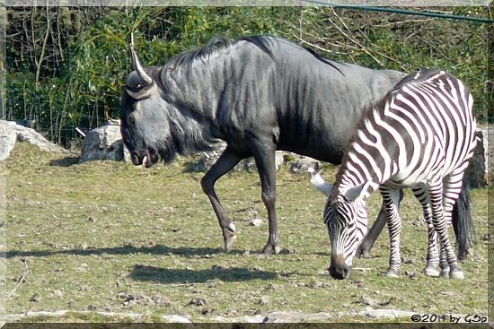 Streifengnu, Böhmzebra