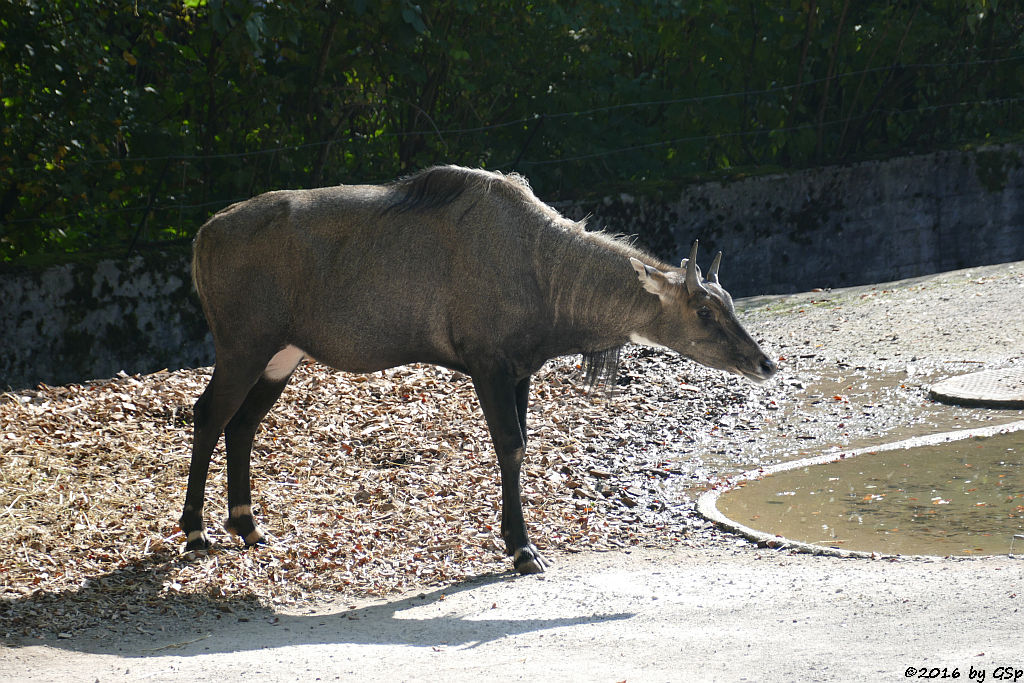 Nilgau-Antilope