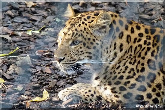 Chinesischer Leopard